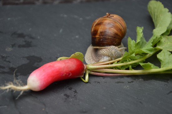 Radis-escargot