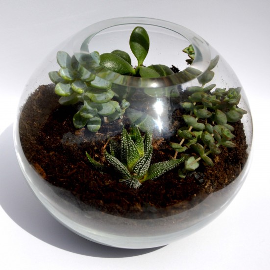 terrarium